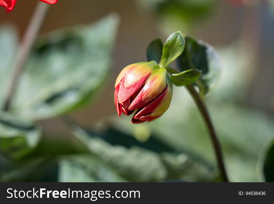 Red And Green Flower