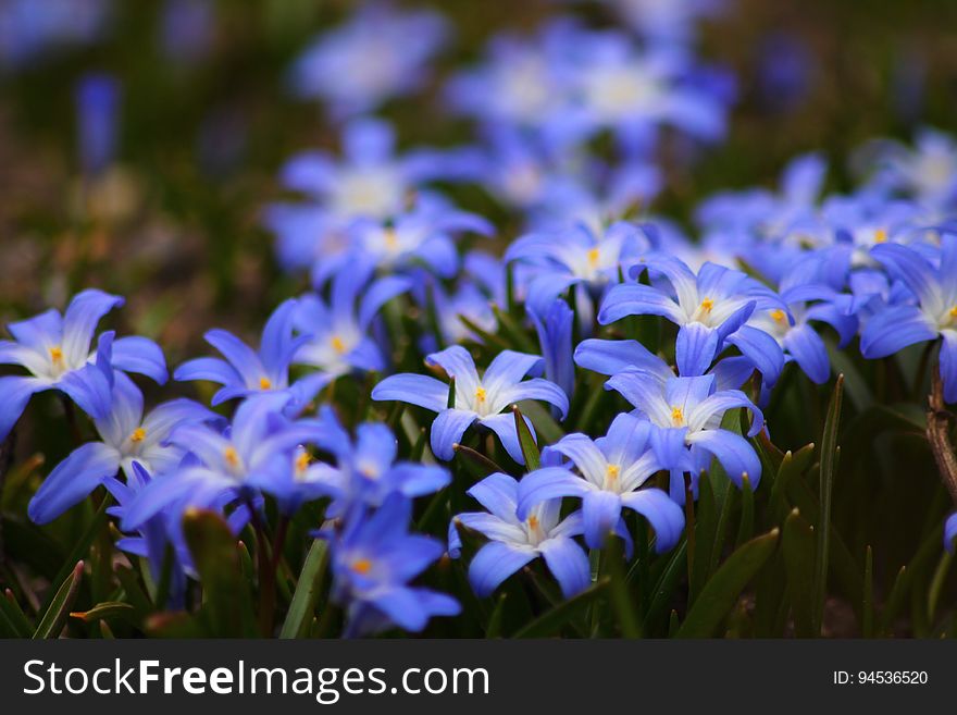 Chionodoxa, also known as glory-of-the-snow flowers on the meadow in the spring. Chionodoxa, also known as glory-of-the-snow flowers on the meadow in the spring.