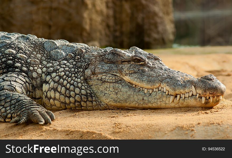Black Crocodlie Lying on Ground
