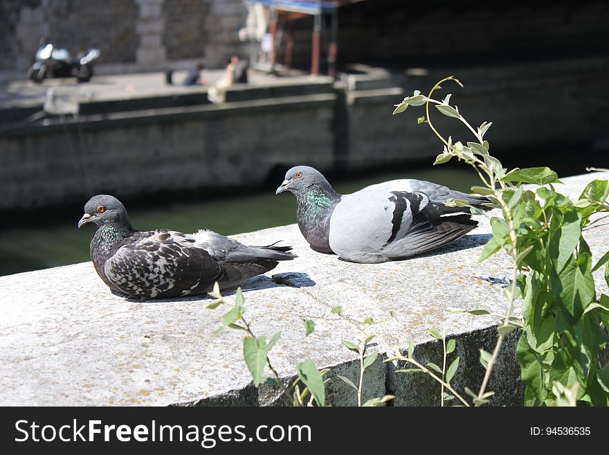 Pigeon in Paris, France