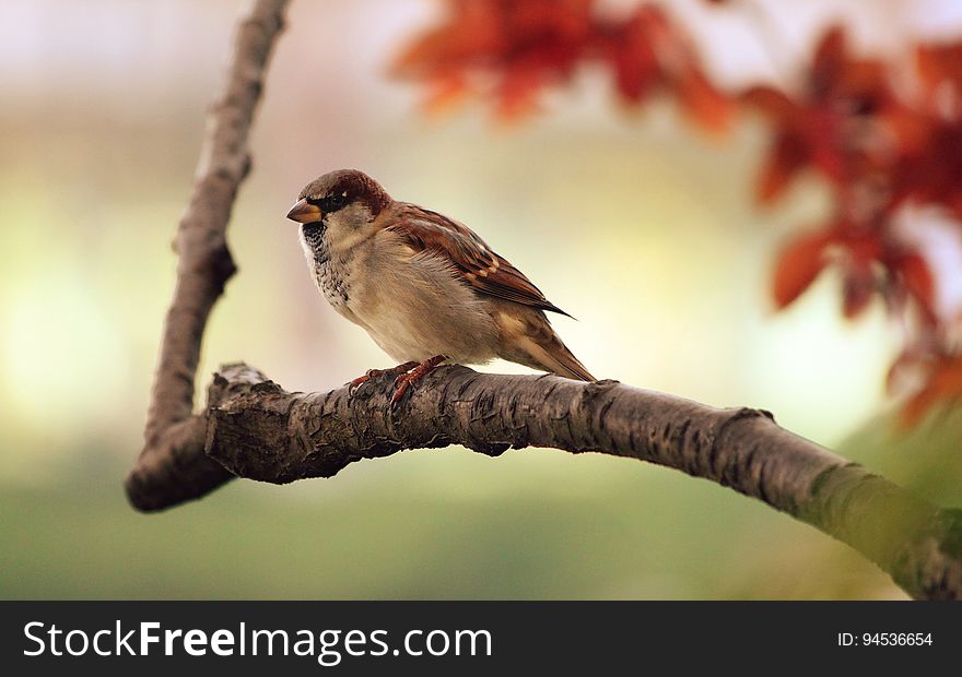 Brown And White Fur Bird At Brown Tree Branch