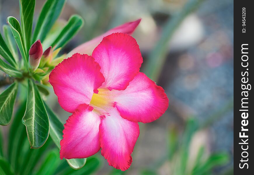 beautiful fresh red Azalea flowers on nature