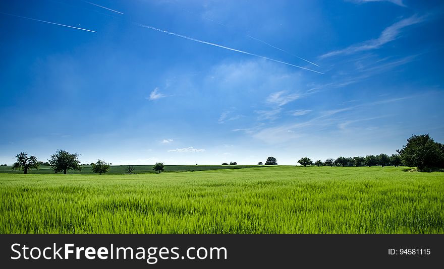 Green fields with fresh crops growing.