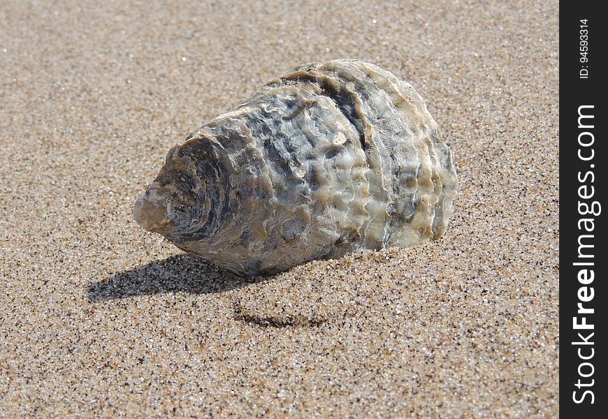 Sea Snail, Seashell, Terrestrial Animal, Snail