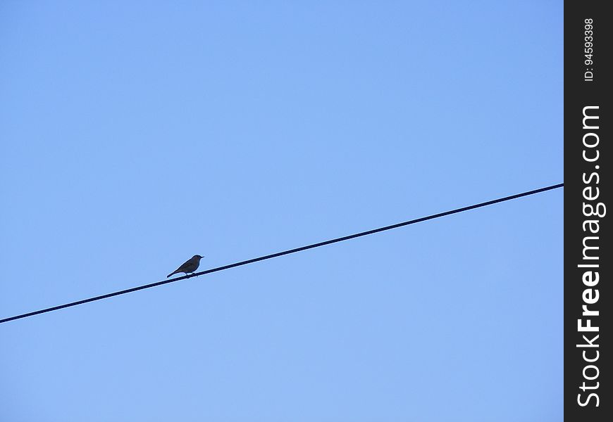 Sky, Bird, Technology, Line