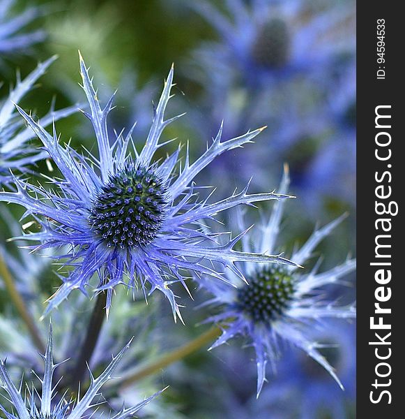 Flower, Plant, Thistle, Flora