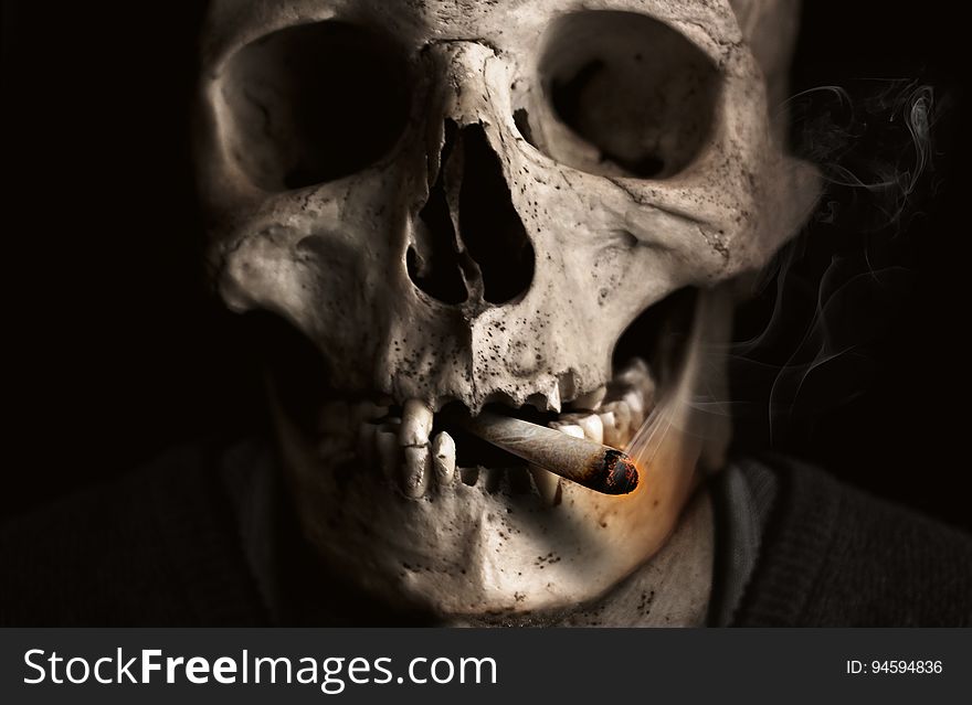 Bone, Skull, Skeleton, Jaw