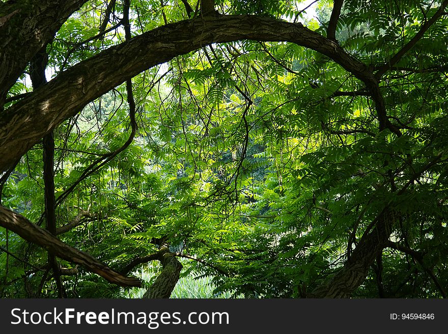 Tree, Nature, Vegetation, Green