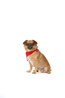 Small, Ugly Dog With Red Scarf Sitting Stock Photography