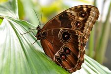 Tropical Butterfly Stock Photography
