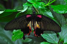 Great Mormon Butterfly Royalty Free Stock Photography Great Mormon Butterfly Royalty Free Stock Photography