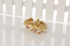 Ducklings Next To Fence On White Stock Image