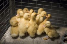 Ducklings In Cage Royalty Free Stock Photos Ducklings In Cage Royalty Free Stock Photos