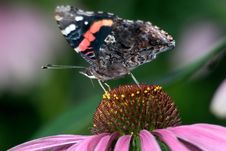 Red Admiral Stock Photography Red Admiral Stock Photography