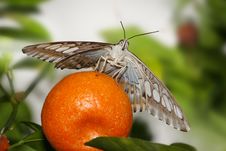 Butterfly, Clipper Royalty Free Stock Photography Butterfly, Clipper Royalty Free Stock Photography