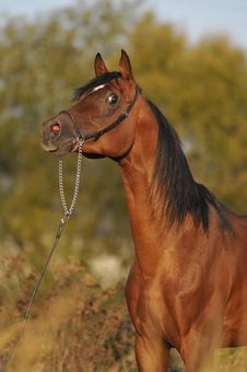 Brown Arabian Horse Stallion Portrait Stock Images