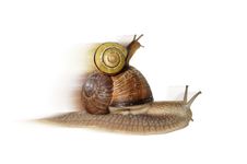 Fast Forward (speed Snail) Royalty Free Stock Photo