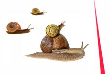 Snail Race Stock Photos