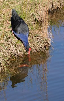 Purple Swamphen Royalty Free Stock Photography