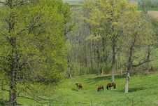 Horses Grazing In A Spring Valley Stock Images Horses Grazing In A Spring Valley Stock Images