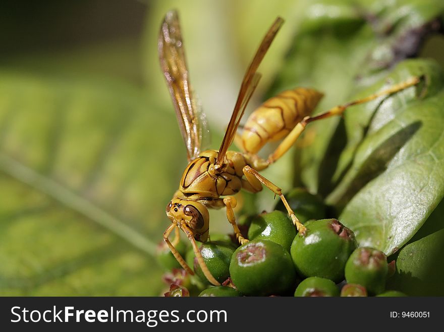 Wasp Eating Green Fruits