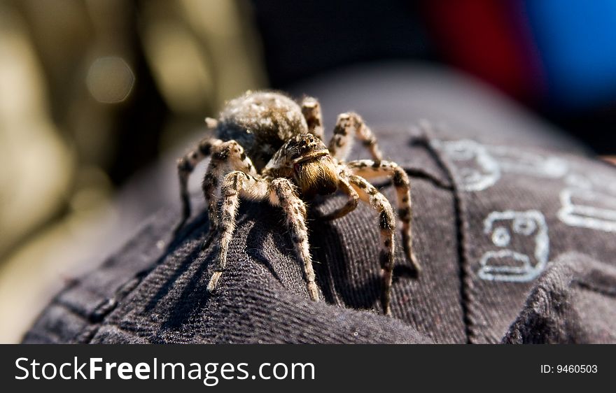 Scary Wolf Spider On Hat