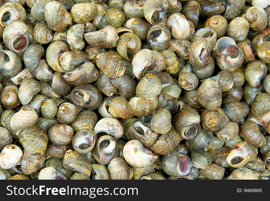 View in close up of a huge pile of snails.