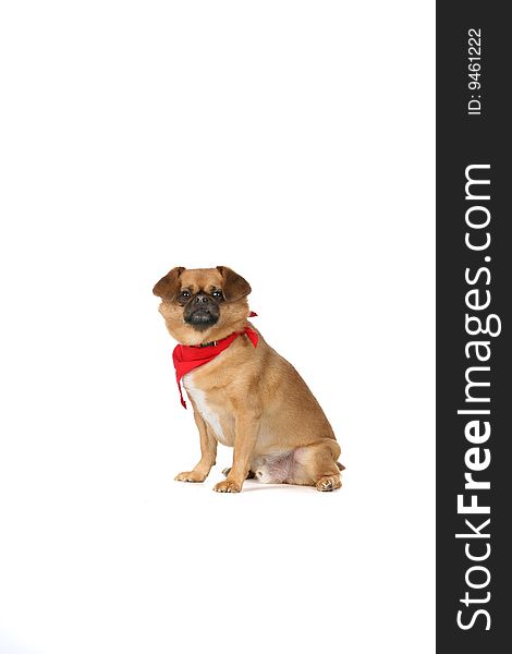 Small, Ugly Dog With Red Scarf Sitting