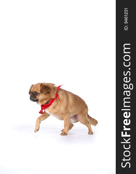 Small brown pug like dog with red scarf