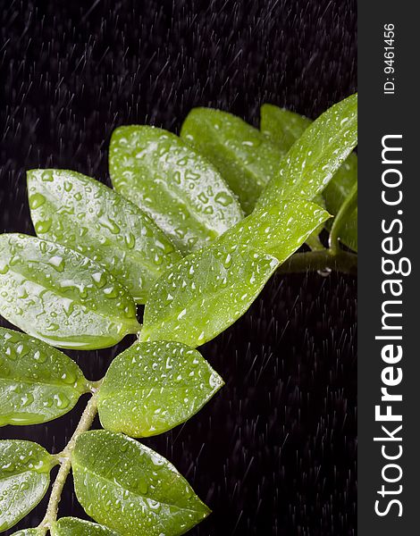 Water Drops On  Plant Leaf