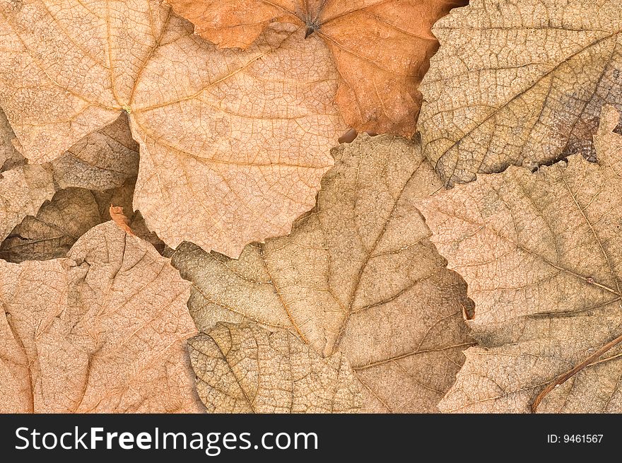 Autumn leaves covering the ground, close up. Autumn leaves covering the ground, close up.
