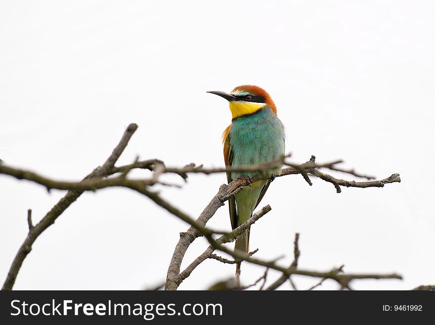 Bee Eater On White Background