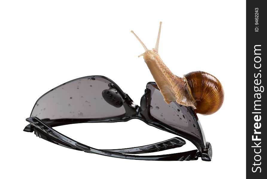 Living snail on the sunglasses isolated. Clipping path