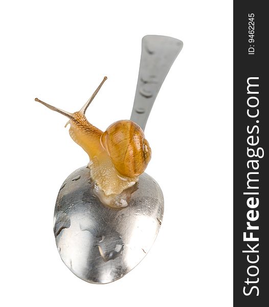 Living snail on the spoon isolated. Clipping path