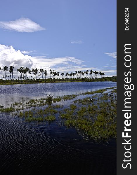 Photo of a coconut lake. Photo of a coconut lake