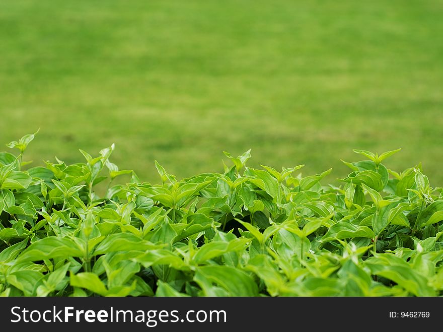 The background of green grass with leaves