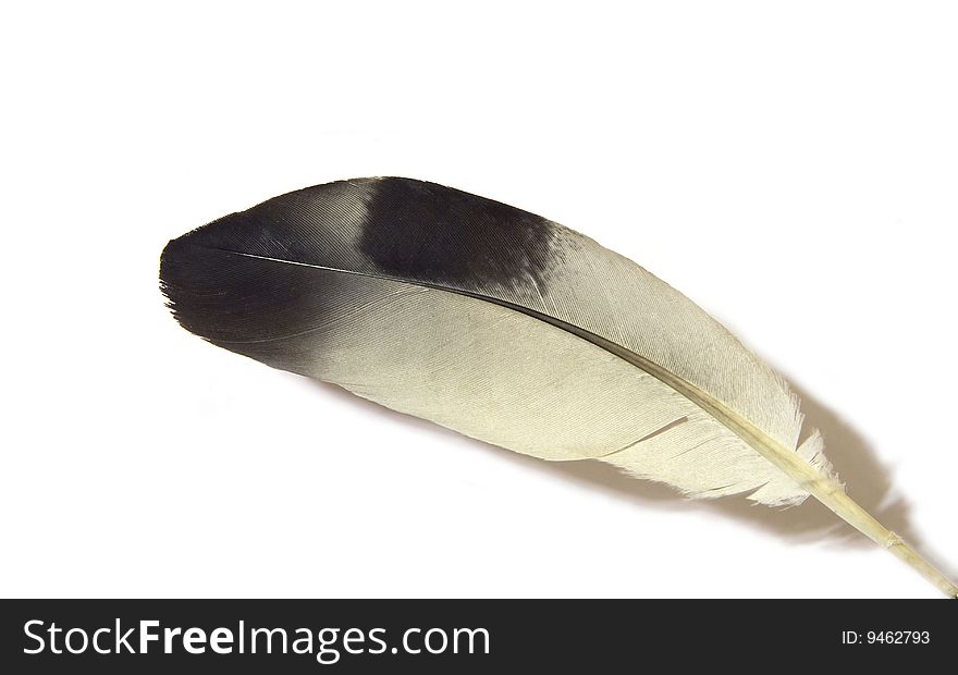 Bird feather isolated on a white background