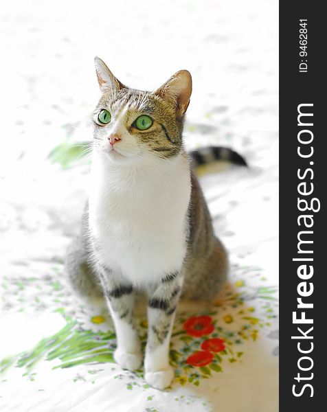 Beautiful green eyed tabby cat on floral print fabric