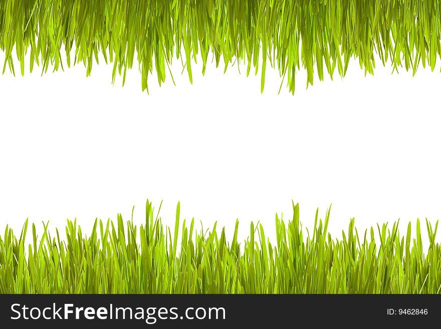 Green grass on a white background