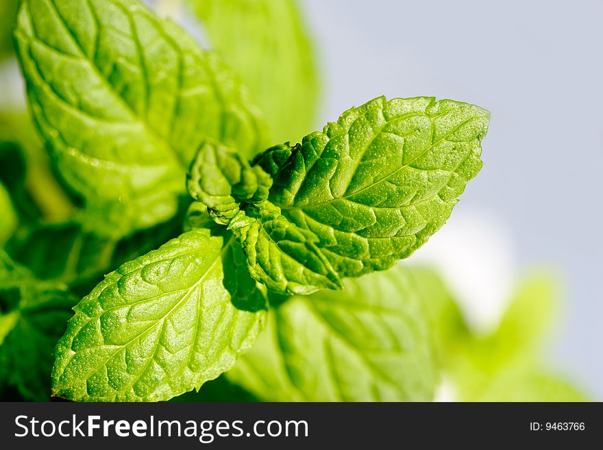 Close-up of spearmint leafs