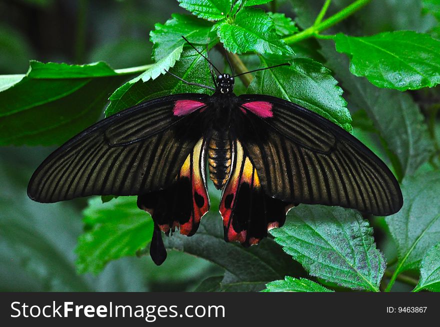 A great Mormon butterfly in a tropical garden