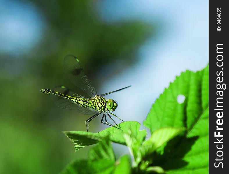 Closeup of a dragonfly on green background