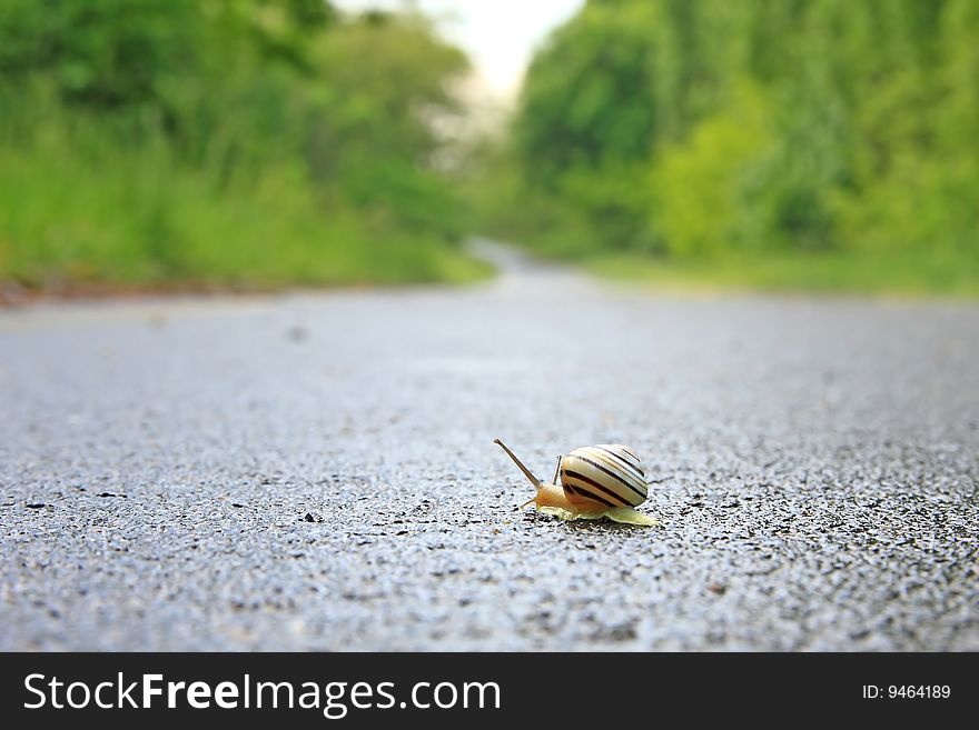 Snail