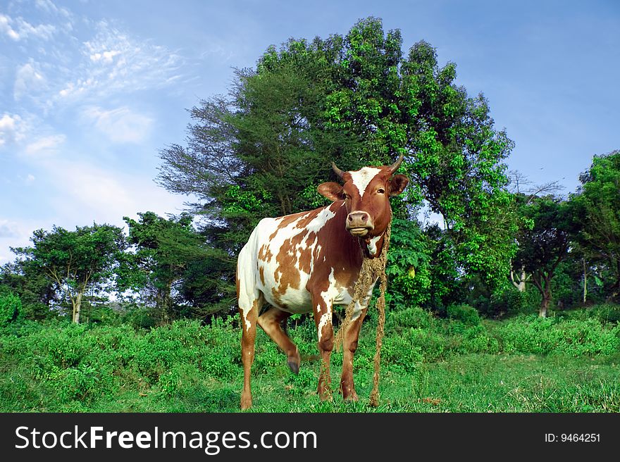 Cow On A Landscape