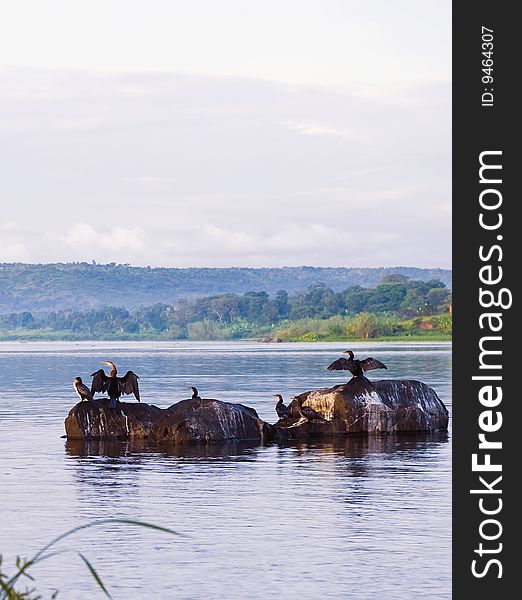 Birds On Nile River