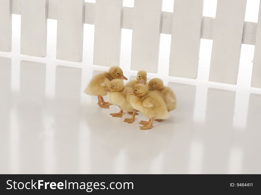 Ducklings standing next to fence on white background. Ducklings standing next to fence on white background