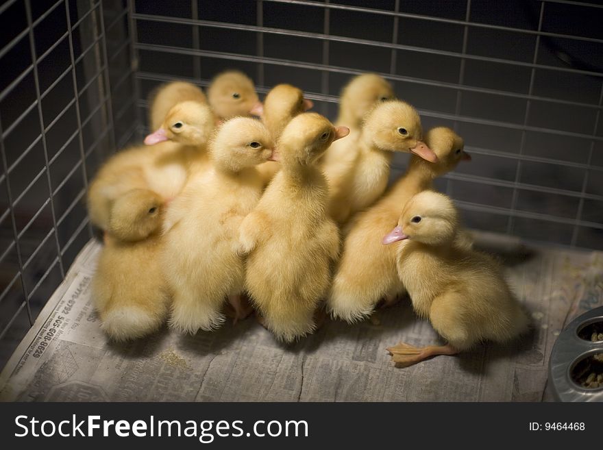 Ducklings standing in group in cage. Ducklings standing in group in cage