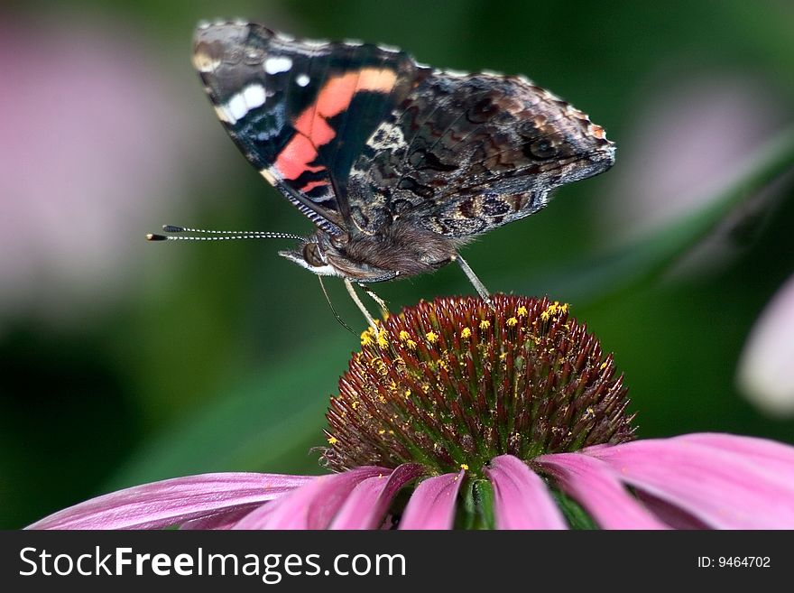 Butterfly Red Admiral On A Cone Flower, Vanessa atalanta