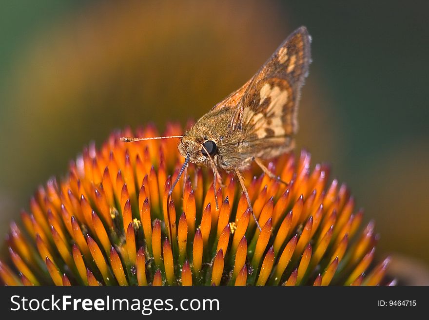 Butterfly, Peck's Skipper On A Cone Flower, Polites peckius