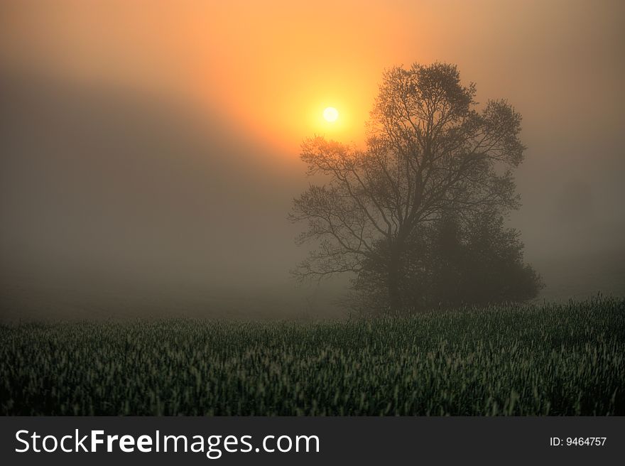 Misty morning, the field and trees